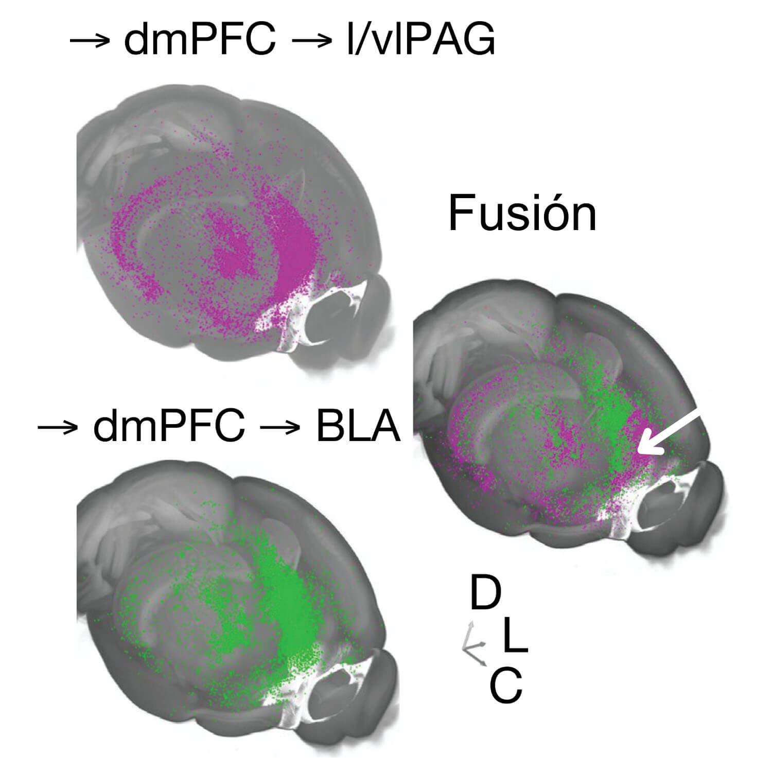Tres imágenes transversales del cerebro de un ratón que muestran el rastreo del virus de la rabia. Las flechas muestran que dmPFC conduce a I/vIPAG y se fusiona. Flechas señalan desde dmPFC hacia BlA y hacia DLC.
